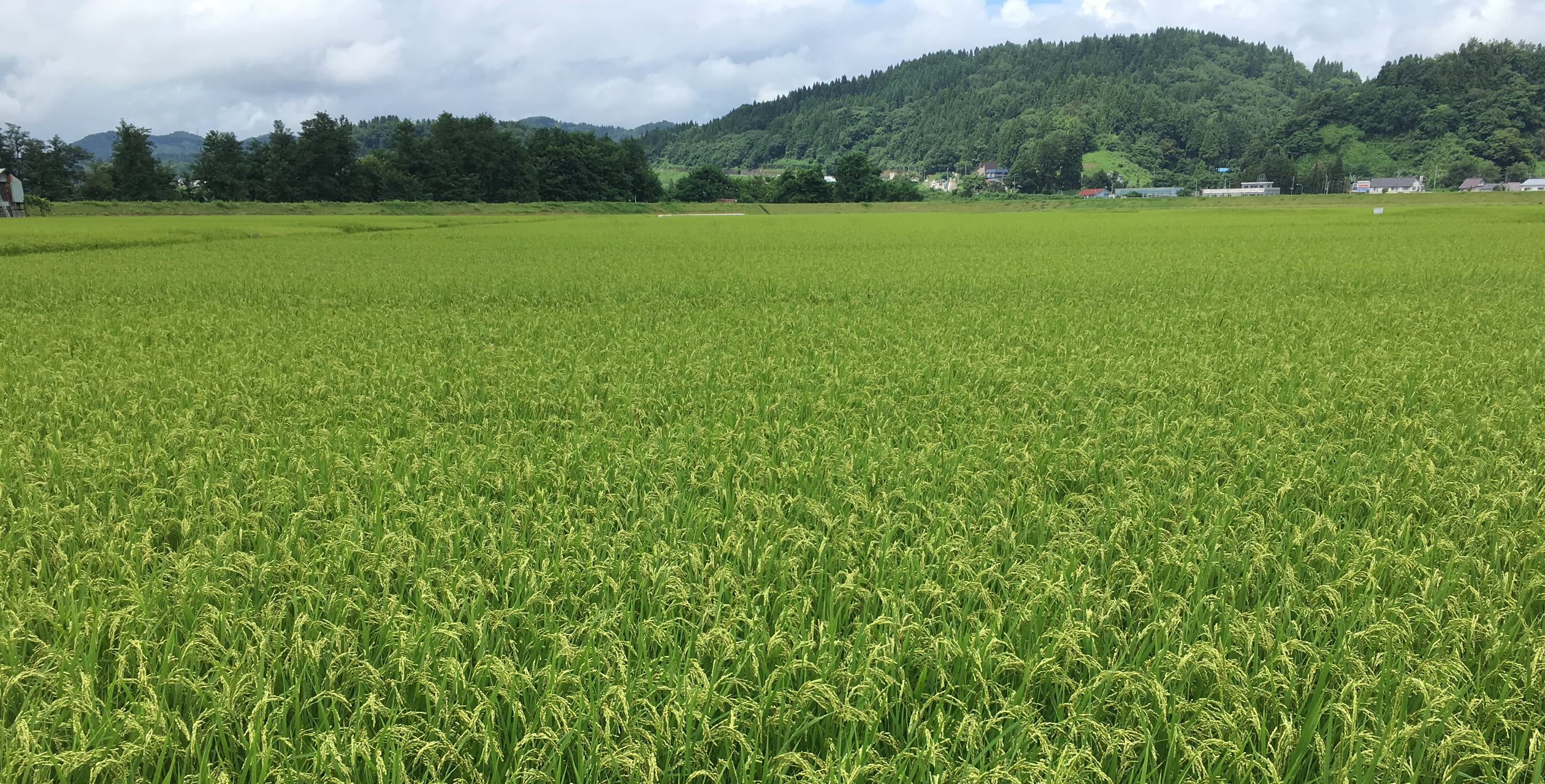 低農薬低化学肥料